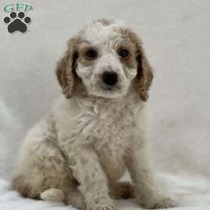 Sylvie, Mini Goldendoodle Puppy