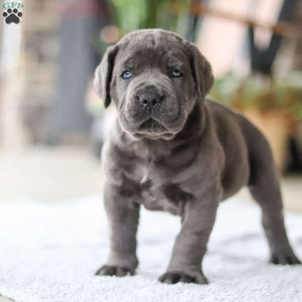 T-Bone, Cane Corso Puppy