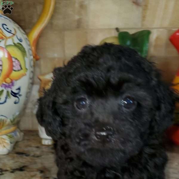 Tommy, Toy Poodle Puppy
