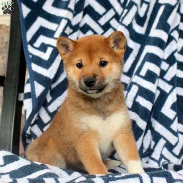 Taffy, Shiba Inu Puppy