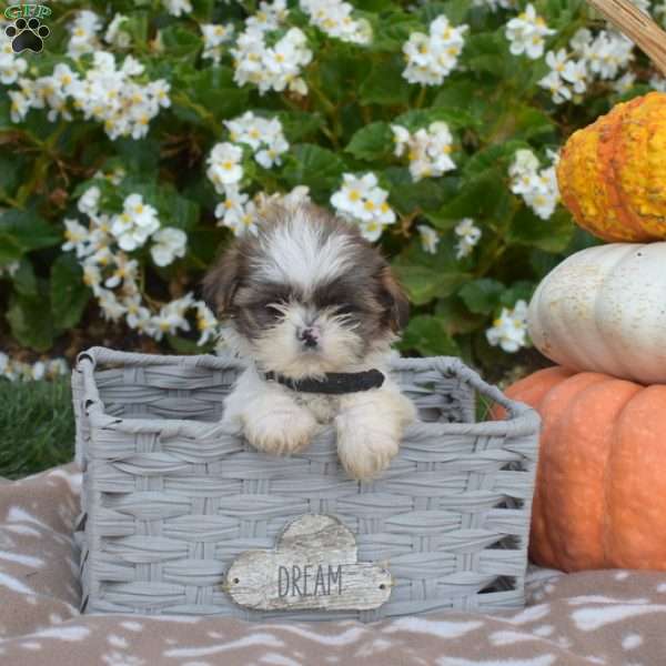 Taffy, Shih Tzu Puppy