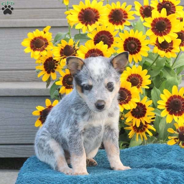 Taffy, Blue Heeler – Australian Cattle Dog Puppy