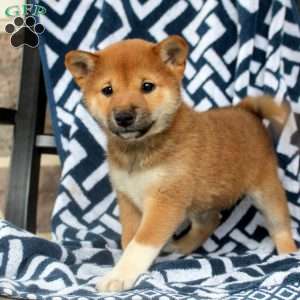 Taffy, Shiba Inu Puppy