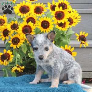 Taffy, Blue Heeler – Australian Cattle Dog Puppy
