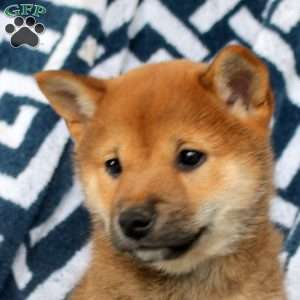 Taffy, Shiba Inu Puppy