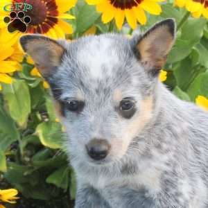 Taffy, Blue Heeler – Australian Cattle Dog Puppy