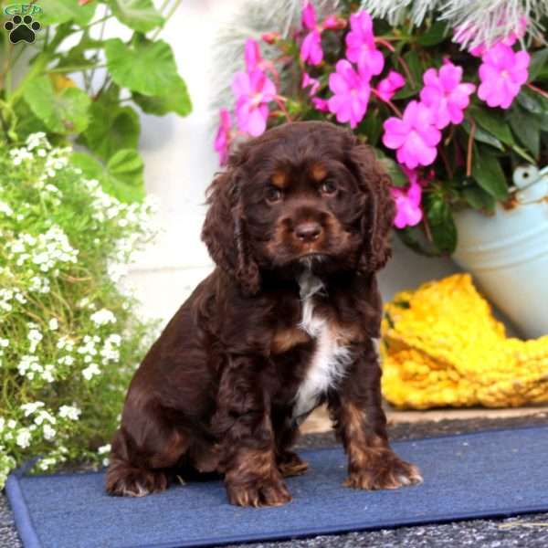 Taffy, Cocker Spaniel Puppy