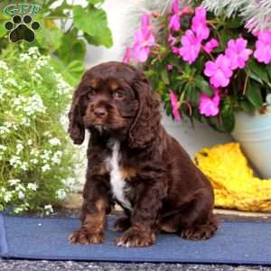 Taffy, Cocker Spaniel Puppy