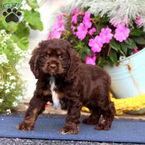 Taffy, Cocker Spaniel Puppy