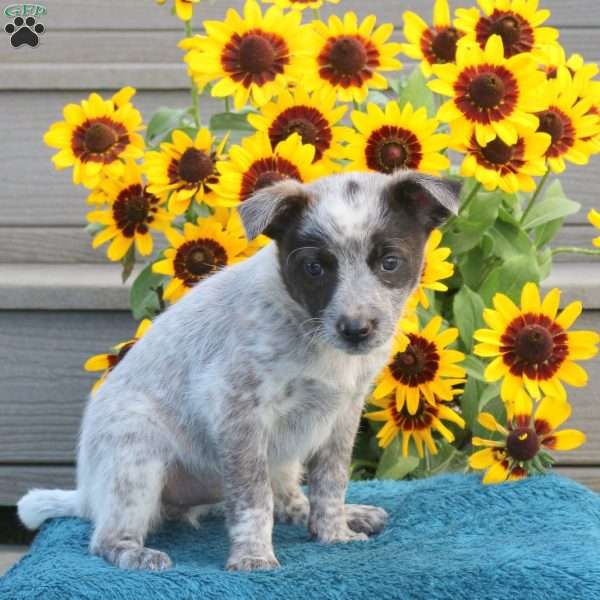 Tammy, Blue Heeler – Australian Cattle Dog Puppy