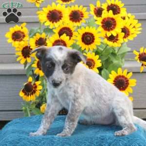 Tammy, Blue Heeler – Australian Cattle Dog Puppy