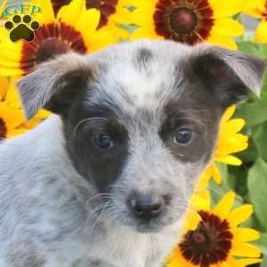 Tammy, Blue Heeler – Australian Cattle Dog Puppy