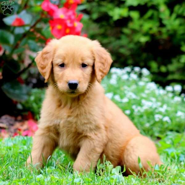 Tammy, Golden Retriever Puppy