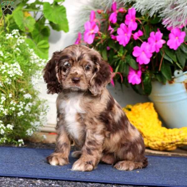 Tammy, Cocker Spaniel Puppy