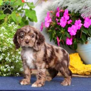 Tammy, Cocker Spaniel Puppy