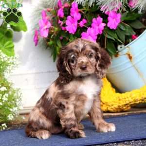 Tammy, Cocker Spaniel Puppy