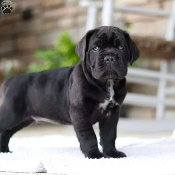 Tank, Cane Corso Puppy