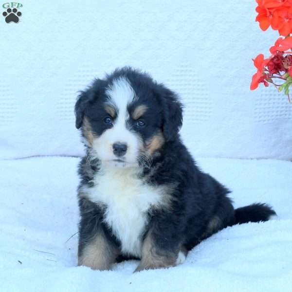 Tanner, Bernese Mountain Dog Puppy