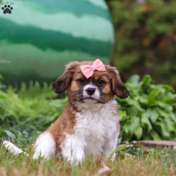 Tara, Shih Tzu Mix Puppy