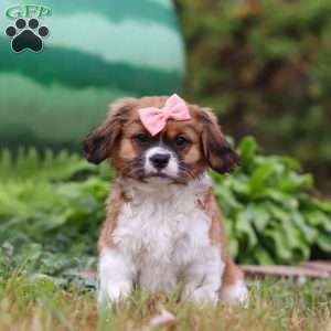 Tara, Shih Tzu Mix Puppy