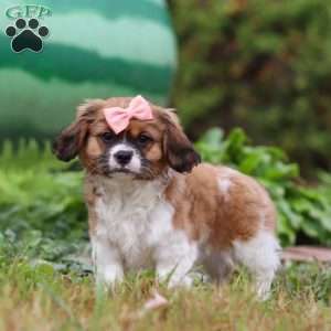 Tara, Shih Tzu Mix Puppy