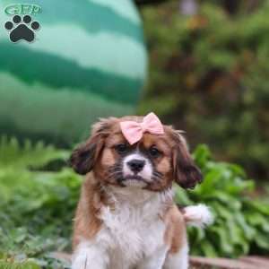 Tara, Shih Tzu Mix Puppy