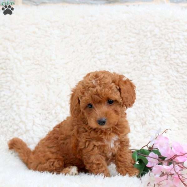 Tara, Toy Poodle Puppy