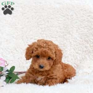 Tara, Toy Poodle Puppy
