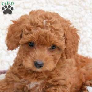Tara, Toy Poodle Puppy