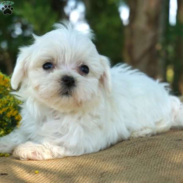 Tasha, Maltese Puppy