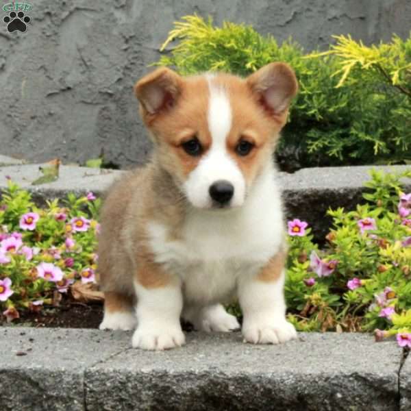 Tate, Pembroke Welsh Corgi Puppy