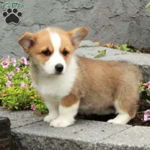 Tate, Pembroke Welsh Corgi Puppy