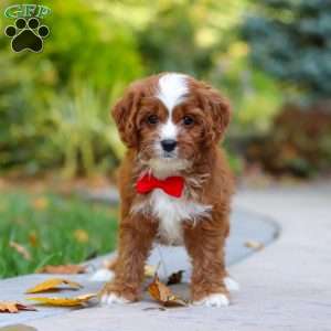 Teddy, Cavapoo Puppy