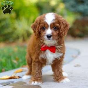 Teddy, Cavapoo Puppy