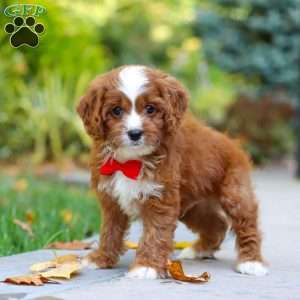 Teddy, Cavapoo Puppy