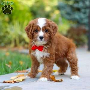 Teddy, Cavapoo Puppy