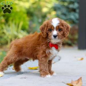 Teddy, Cavapoo Puppy
