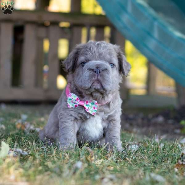 Teddy, French Bulldog Puppy
