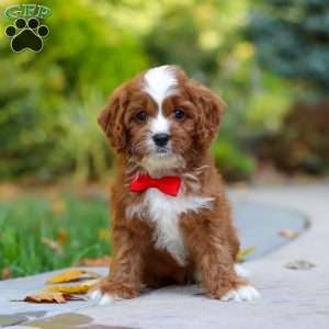 Teddy, Cavapoo Puppy