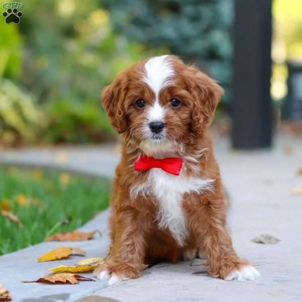 Teddy, Cavapoo Puppy