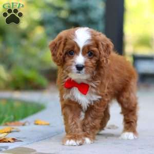 Teddy, Cavapoo Puppy