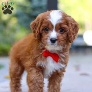 Teddy, Cavapoo Puppy
