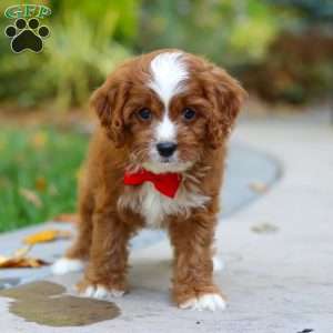 Teddy, Cavapoo Puppy