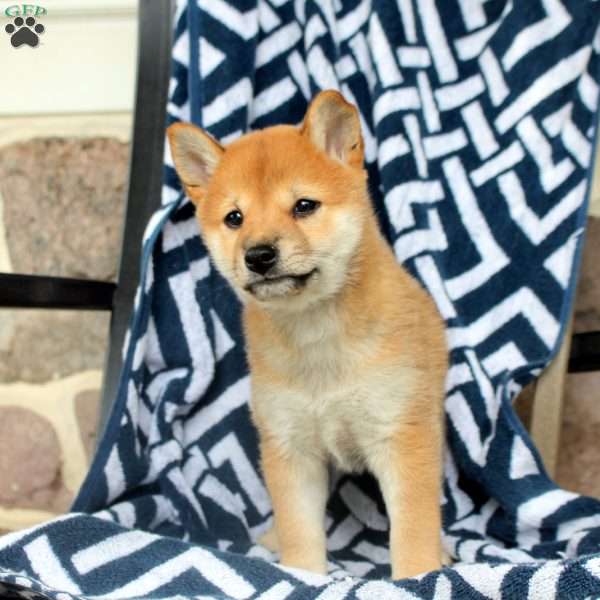 Teddy, Shiba Inu Puppy