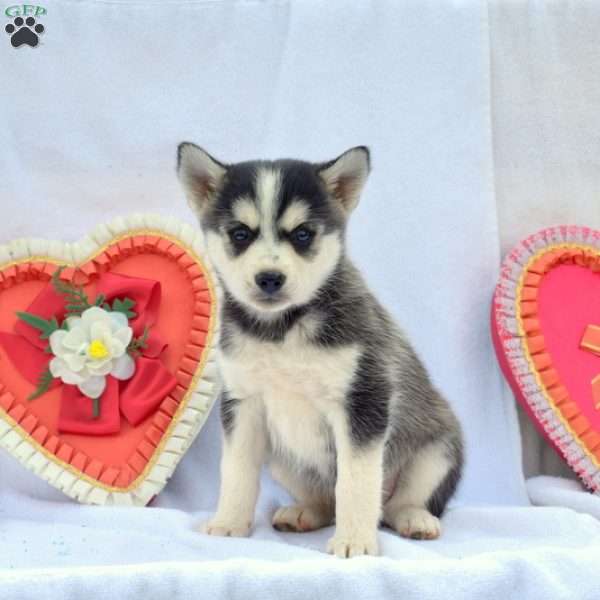 Teddy, Pomsky Puppy