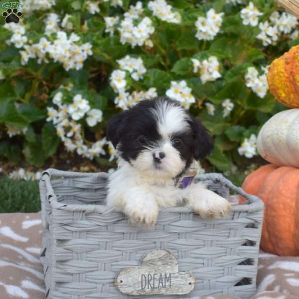 Teddy, Shih Tzu Puppy
