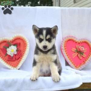Teddy, Pomsky Puppy
