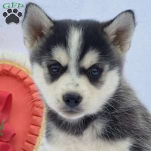 Teddy, Pomsky Puppy