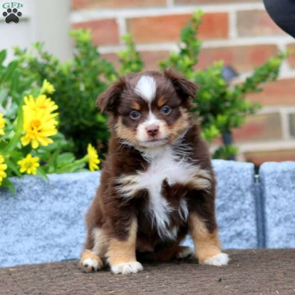 Teddy, Miniature Australian Shepherd Puppy