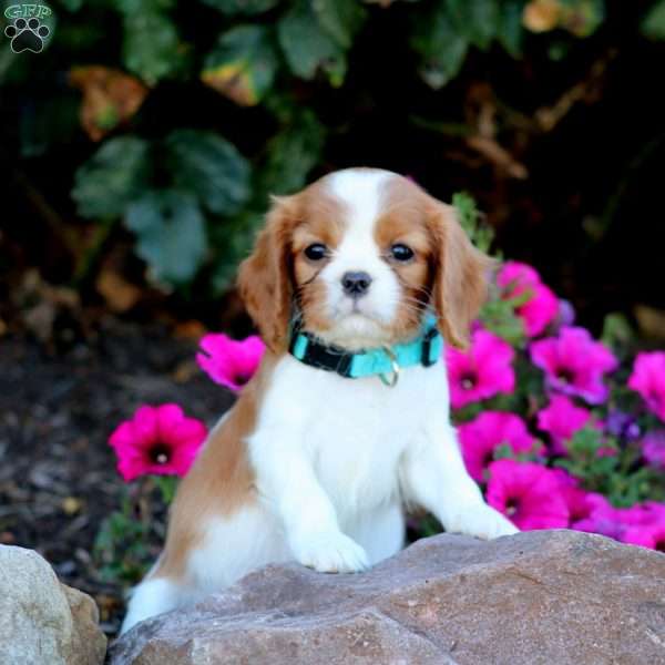 Teddy, Cavalier King Charles Spaniel Puppy